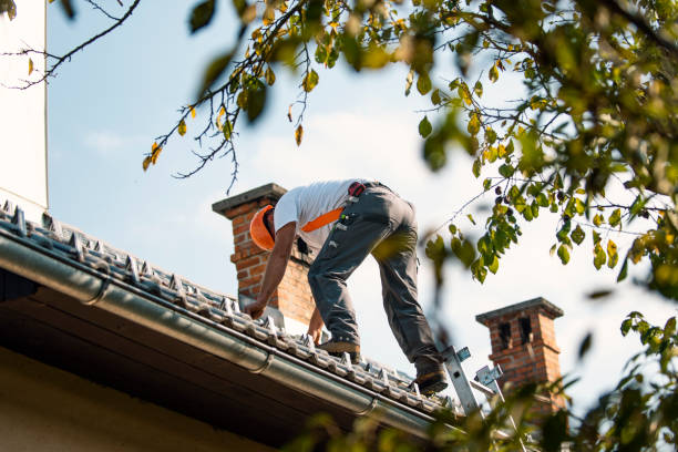 Best Roof Gutter Cleaning  in Roma, TX